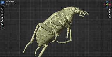 Beetle 3D scan in FlexScan3D 2.jpg