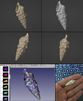 SeaShell FlexScan3D.jpg