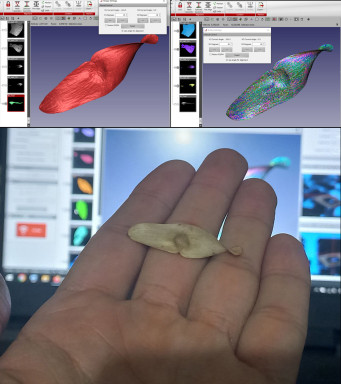 Ailanthus seed 3D Scan_1.jpg