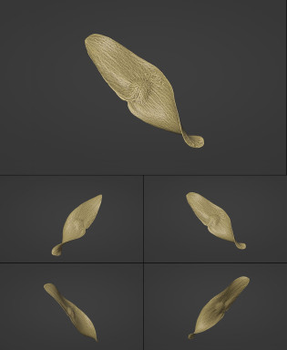 Ailanthus seed 3D Scan_2.jpg