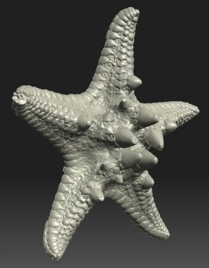 Starfish scan made yesterday (60mm diameter)